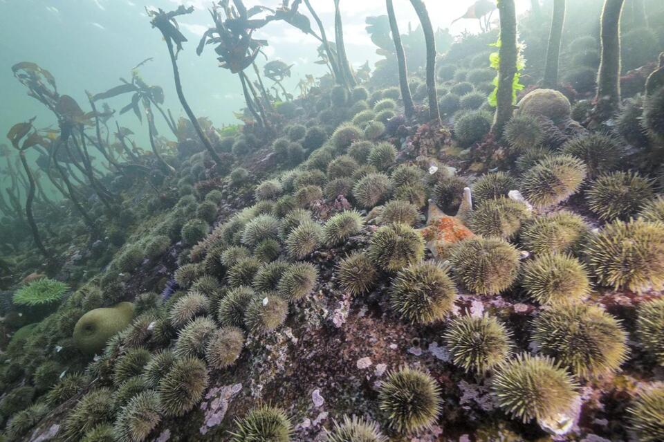 Starfish Armageddon: The Real Culprit Revealed