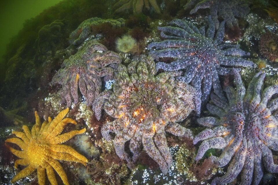 Starfish Armageddon: The Real Culprit Revealed
