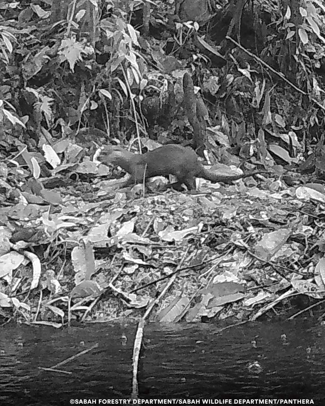 Trail Cam Snaps Otter Comeback!