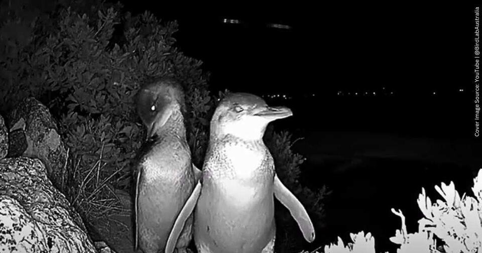 Tiny Penguins, Big Drama Caught on Camera