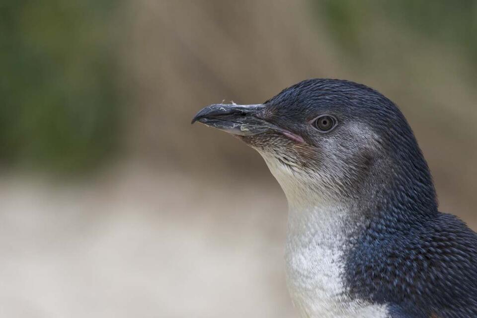 Tiny Penguins, Big Drama Caught on Camera