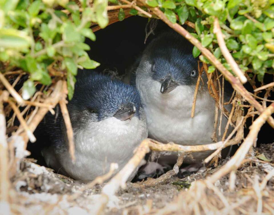 Tiny Penguins, Big Drama Caught on Camera