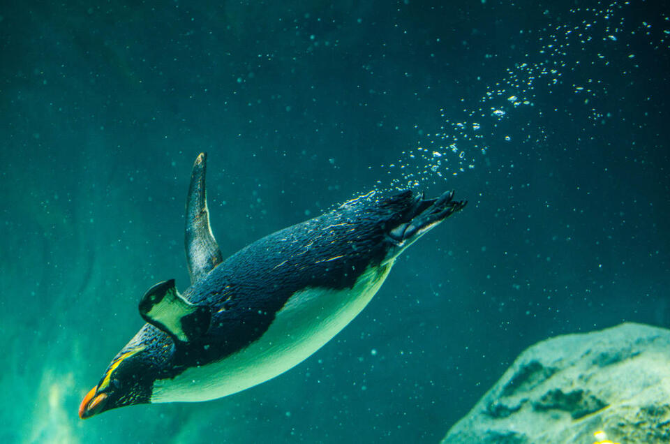 Tiny Penguins, Big Drama Caught on Camera