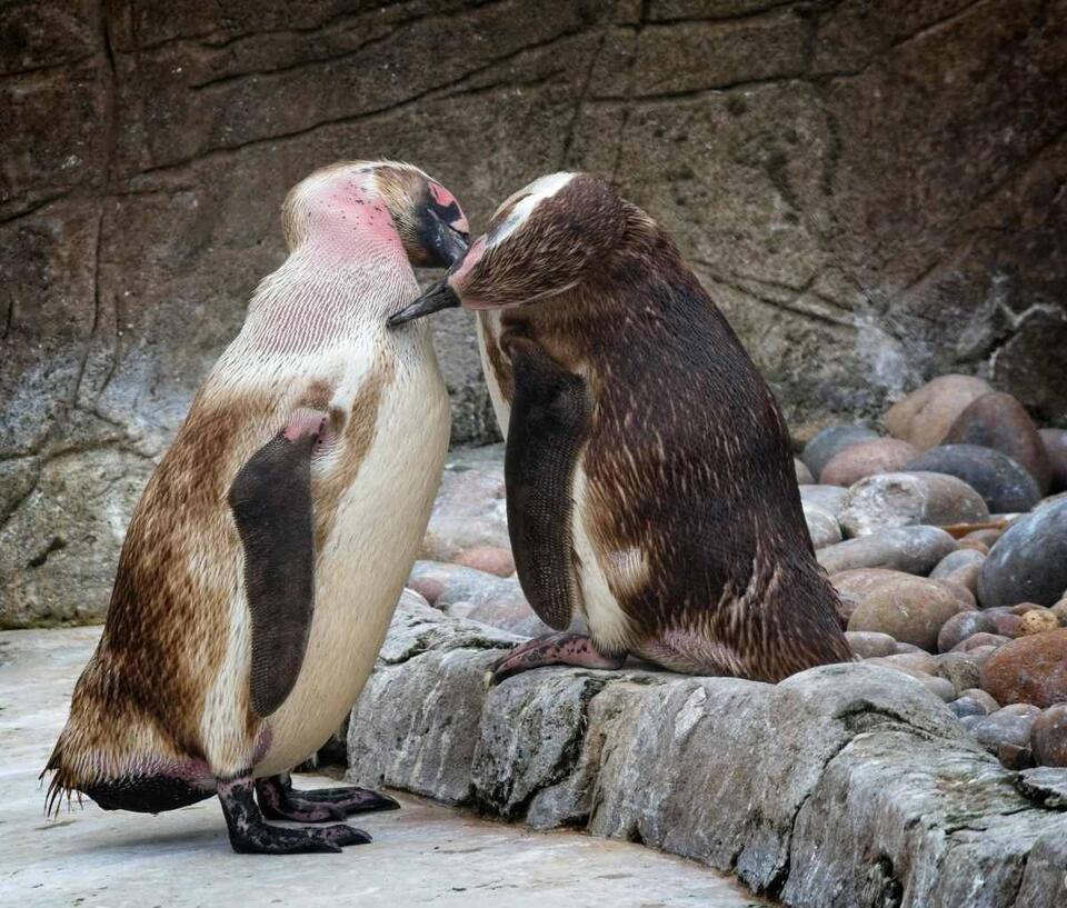 Tiny Penguins, Big Drama Caught on Camera