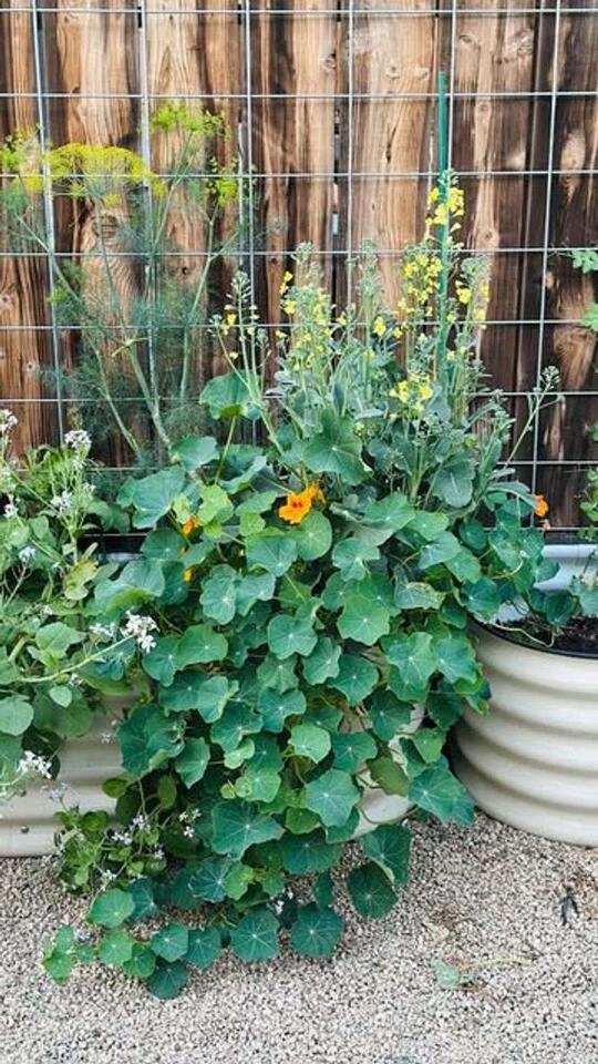 Charlotte neighbor’s garden secrets revealed