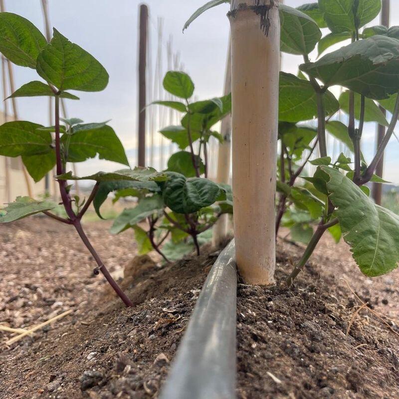 Charlotte neighbor’s garden secrets revealed