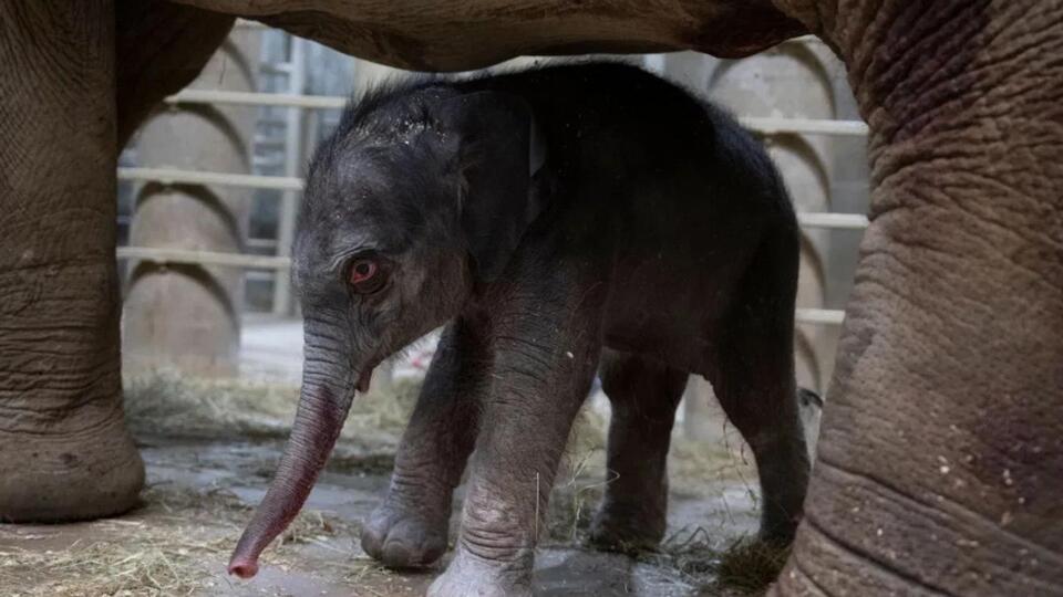 Columbus Zoo welcomes a baby elephant!