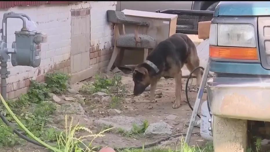 Detroit’s dog heroes: The Karens in action