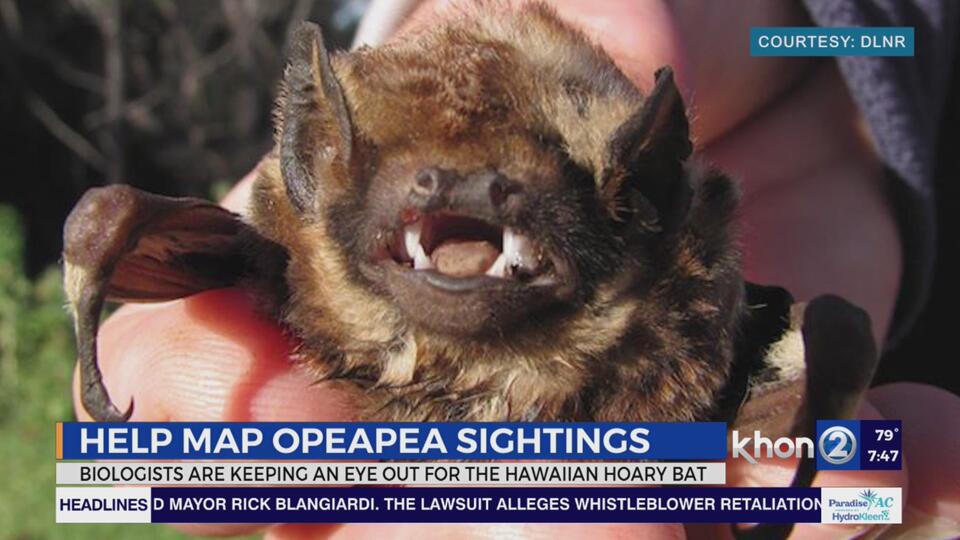 I Tracked Bats. I Lost Myself.