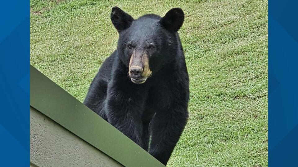 Bear strolls through West Knoxville neighborhood
