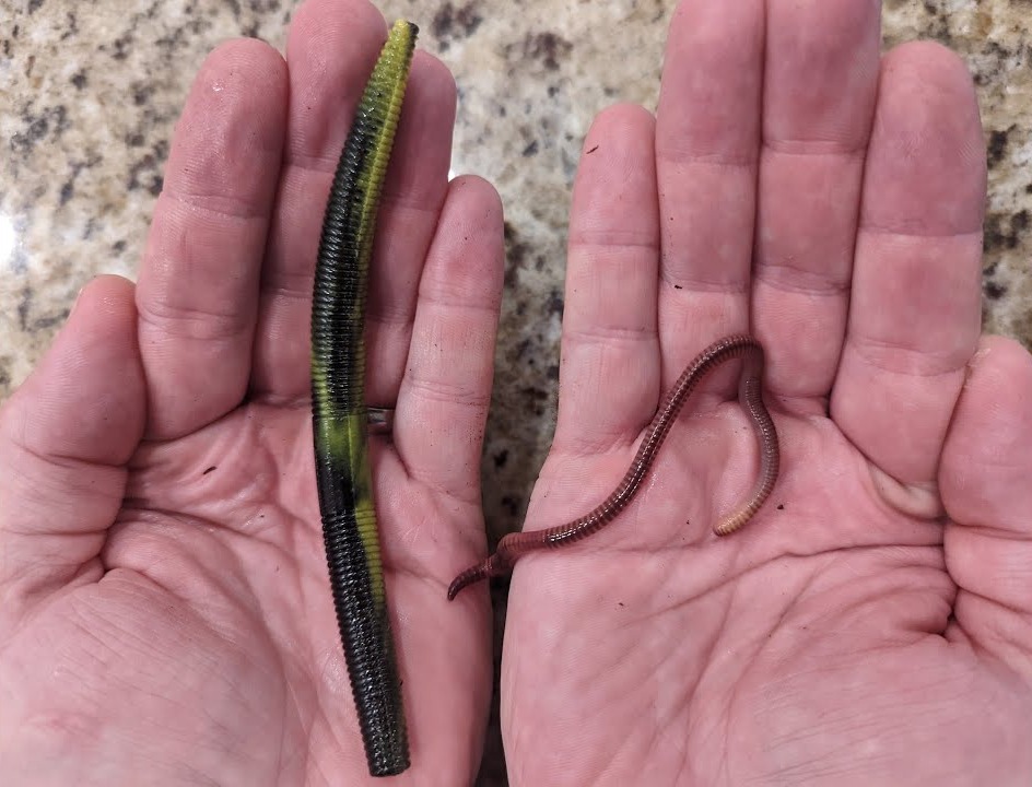 Real worms still work best for me