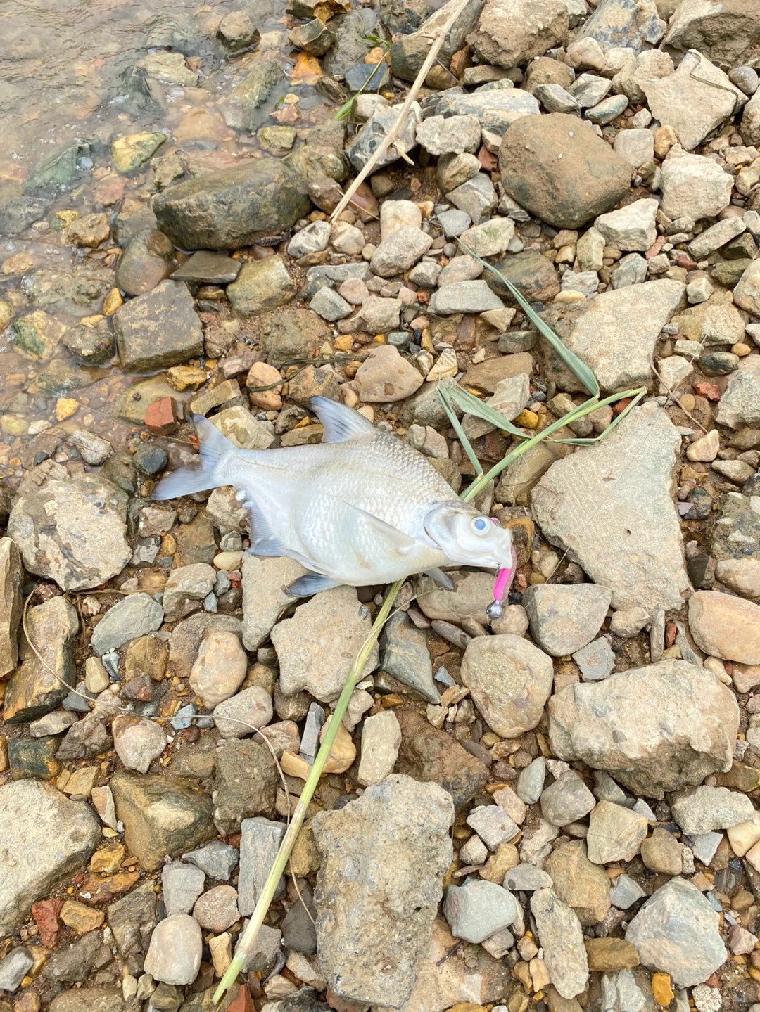 Ever caught a dead fish while fishing?