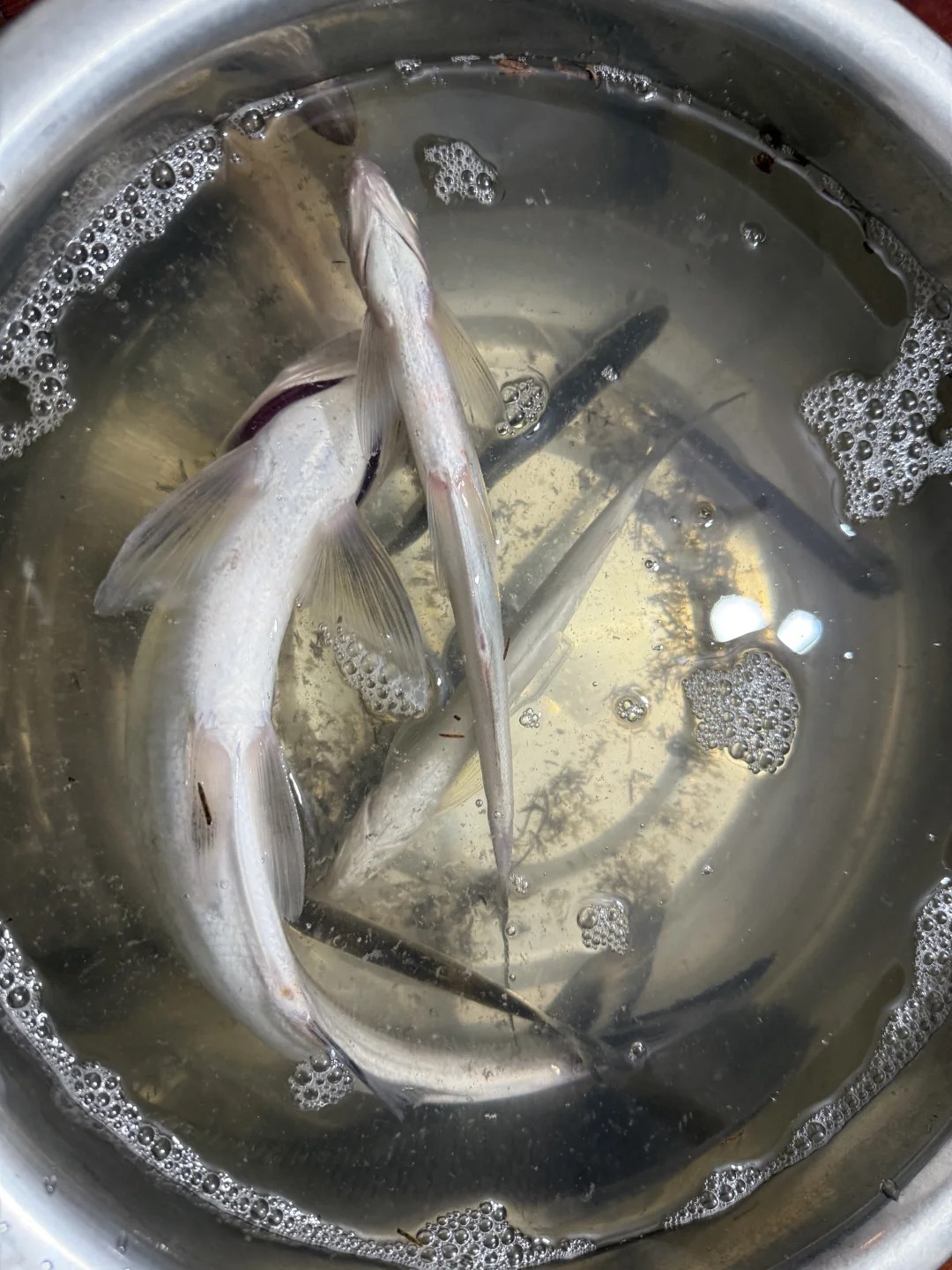 Why do fish die quickly after being caught? 