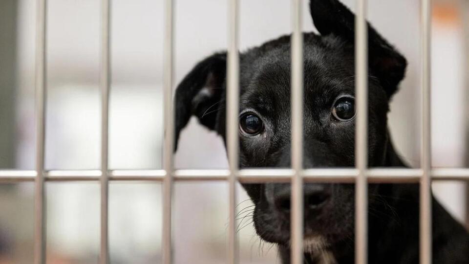 A dog’s daily wait at the fence tugs at hearts