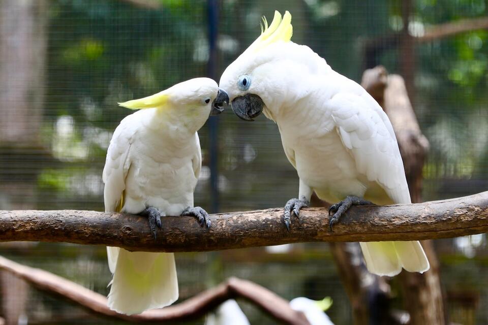 Cockatoos Are Total Lovebirds