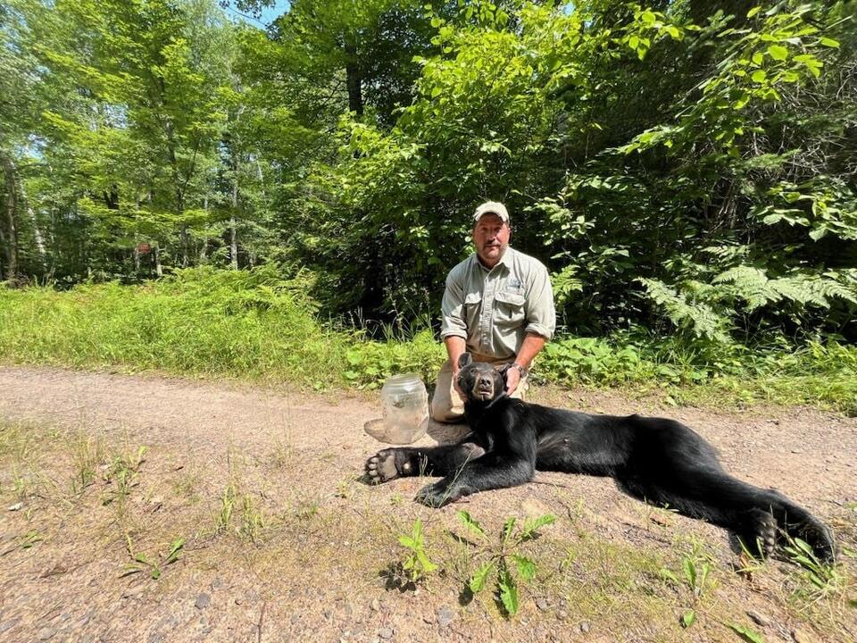Bear’s wild journey with a jar on its head