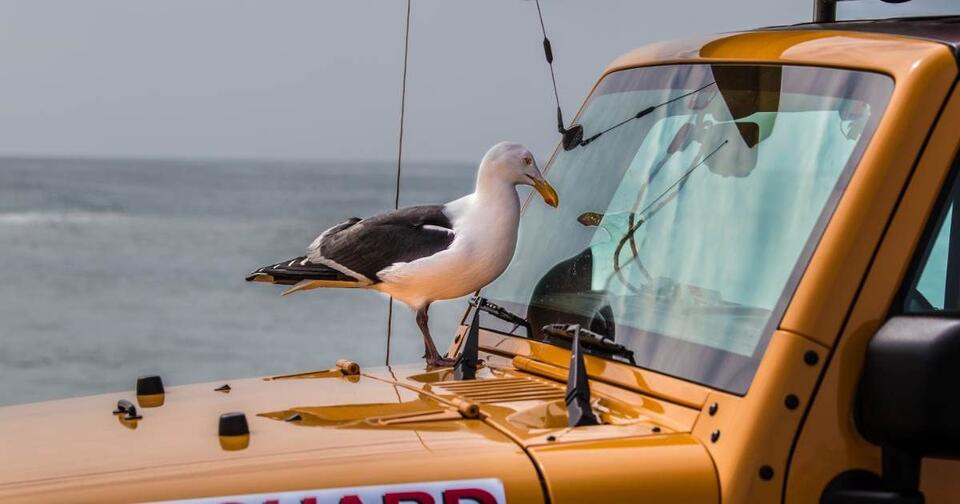 Seagull’s wild ride on a California garbage truck