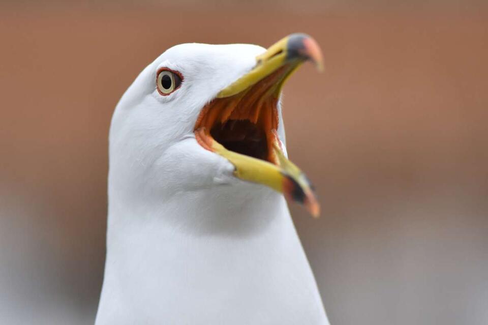Seagull’s wild ride on a California garbage truck
