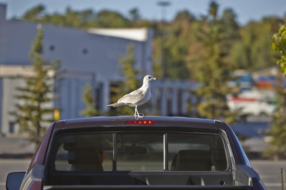 Seagull’s wild ride on a California garbage truck