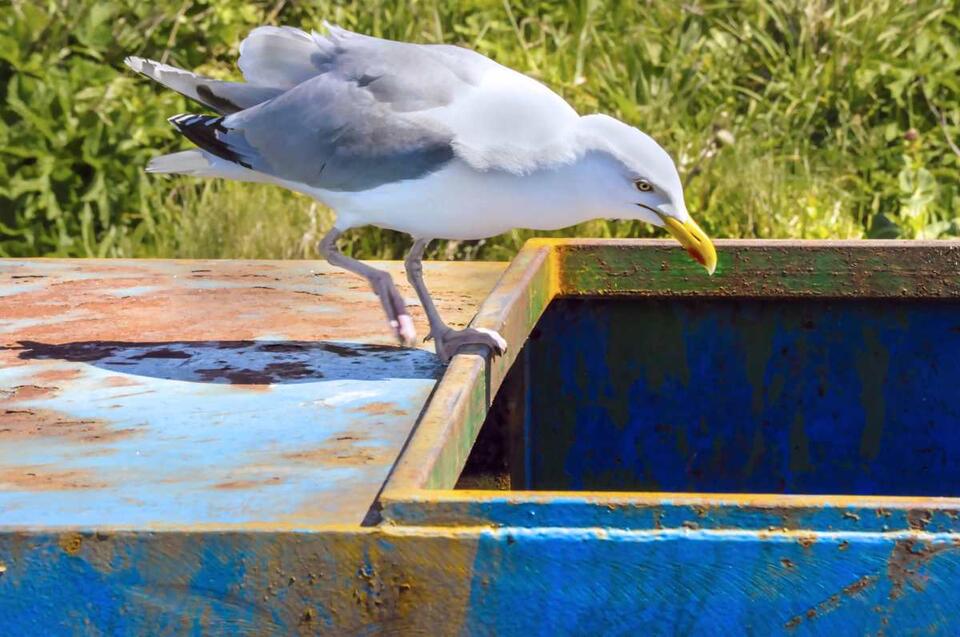 Seagull’s wild ride on a California garbage truck