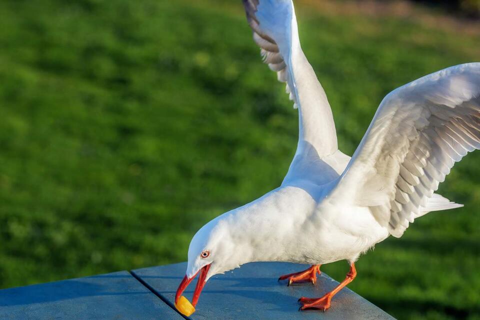 Seagull’s wild ride on a California garbage truck
