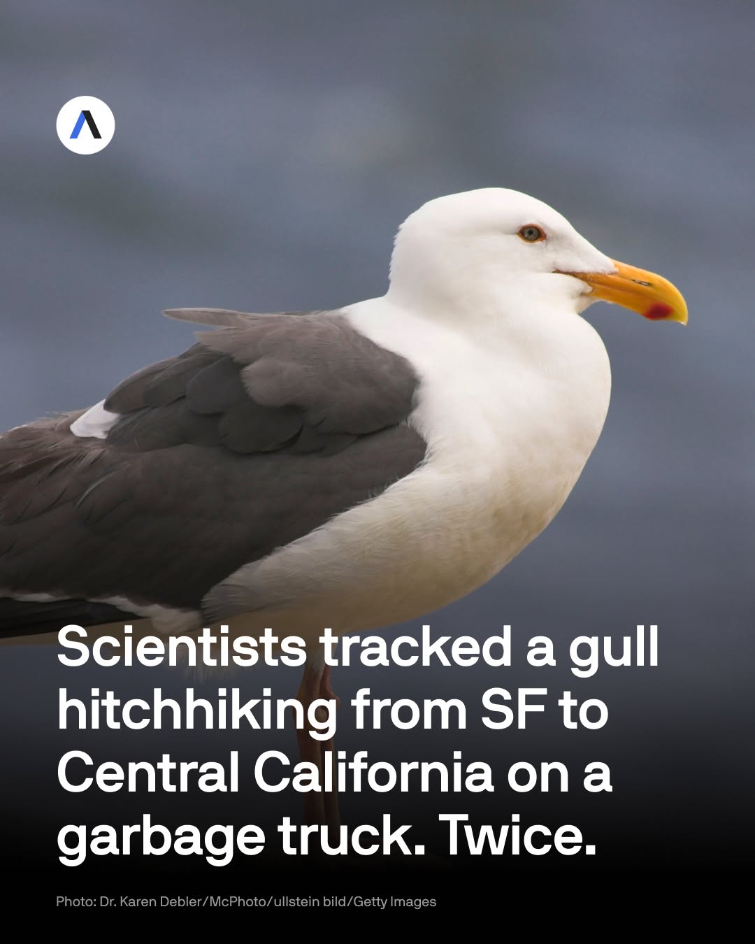 Seagull’s wild ride on a California garbage truck