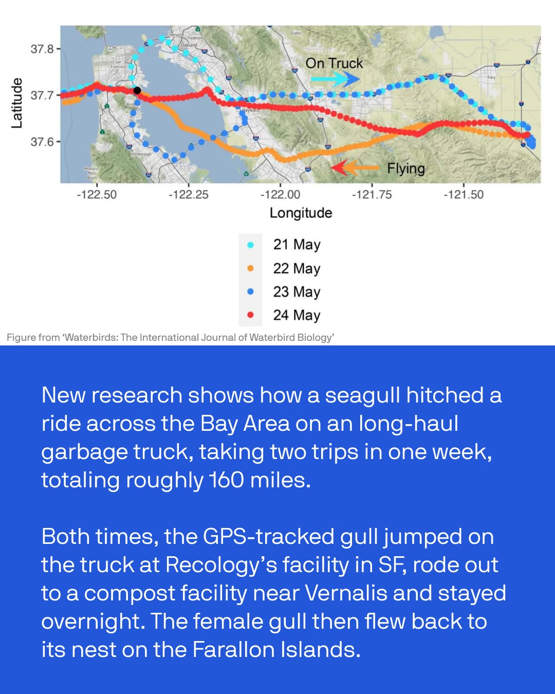 Seagull’s wild ride on a California garbage truck