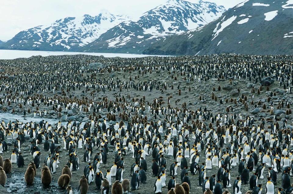 Penguin Colonies Spotted from Space!
