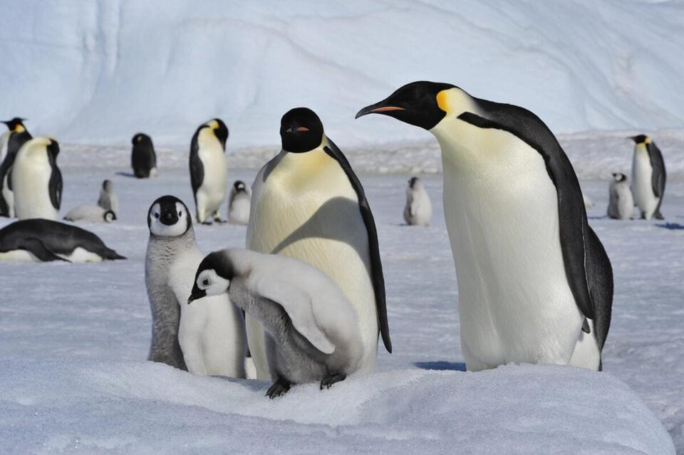 Penguin Colonies Spotted from Space!