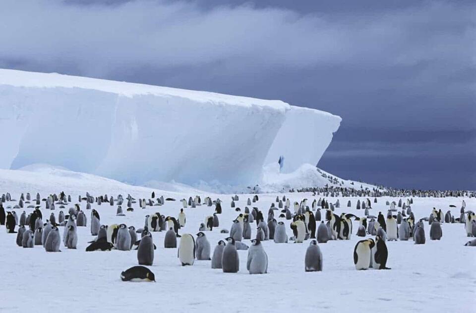 Penguin Colonies Spotted from Space!