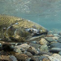 Salmon make a comeback in Northern California