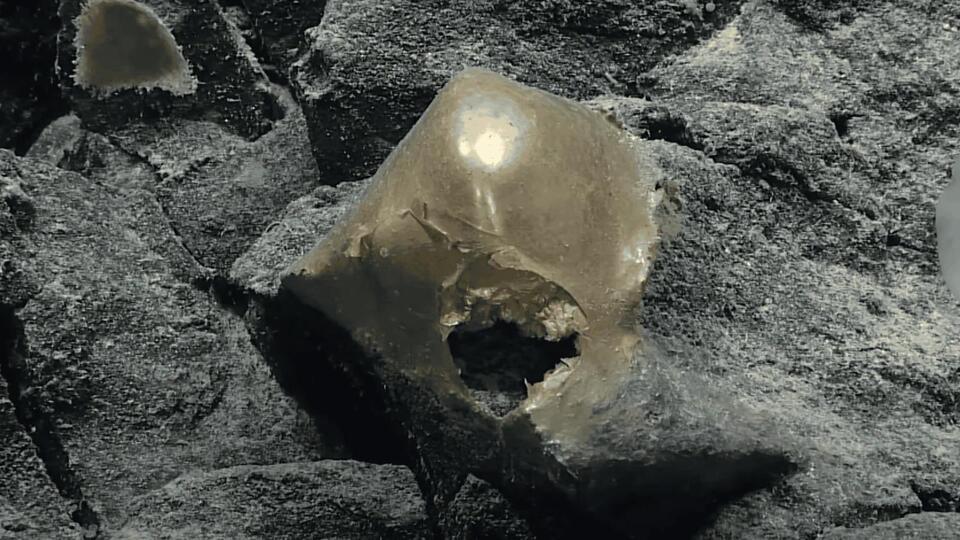 Golden Orb Mystery at the Bottom of the Sea