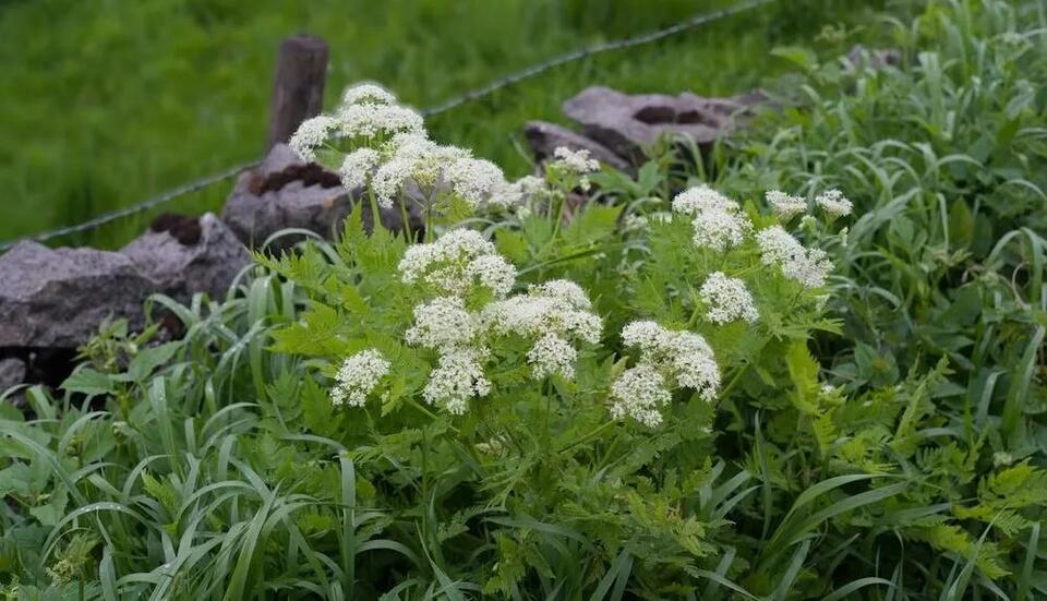 Rare Plant Makes a Comeback!