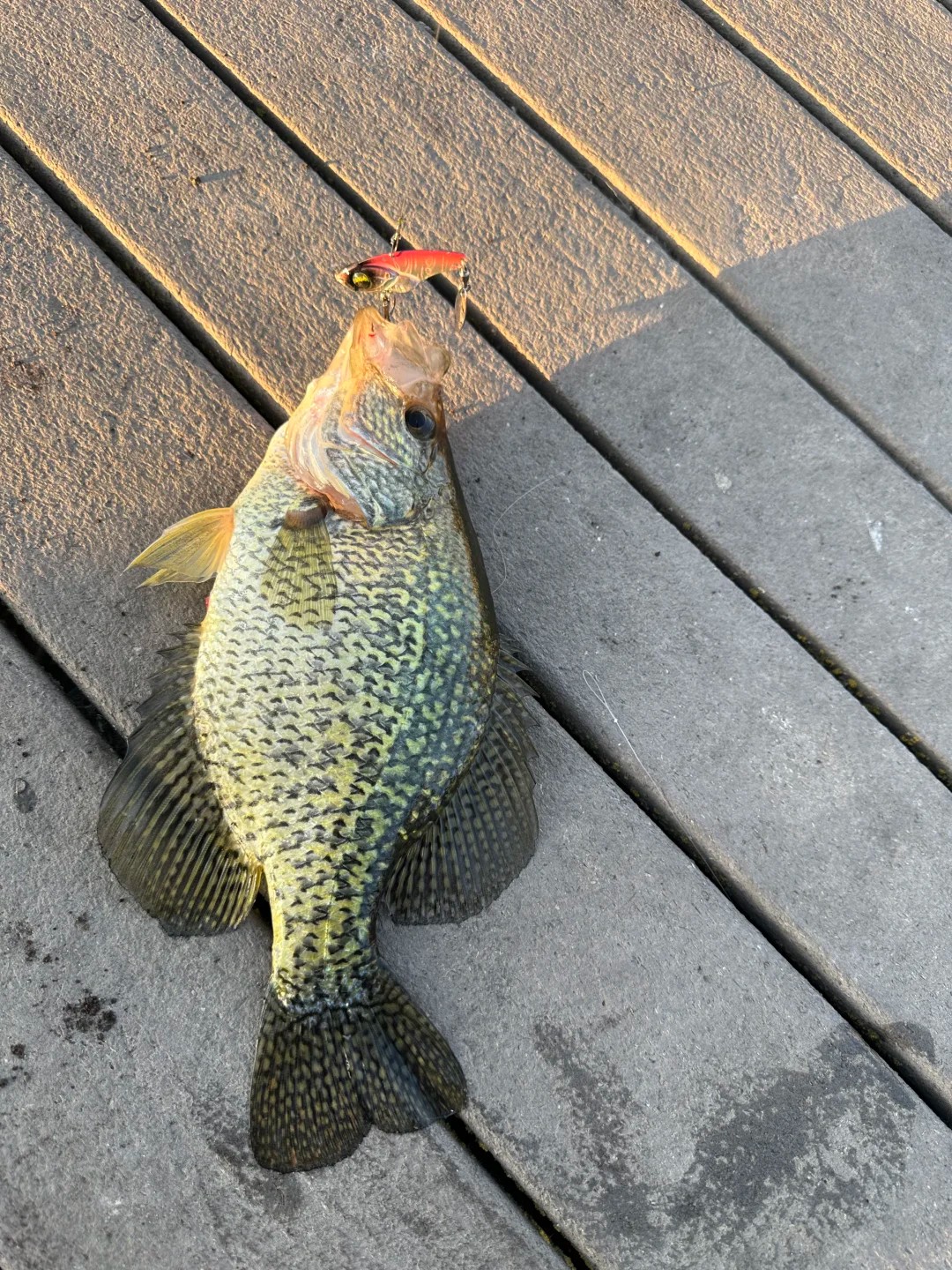 fishing for sport vs fishing for food, which are you?