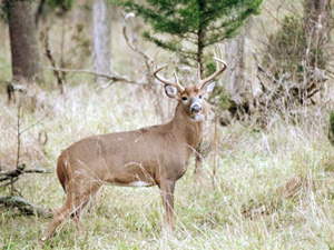 Why I never want to “cure” my buck fever