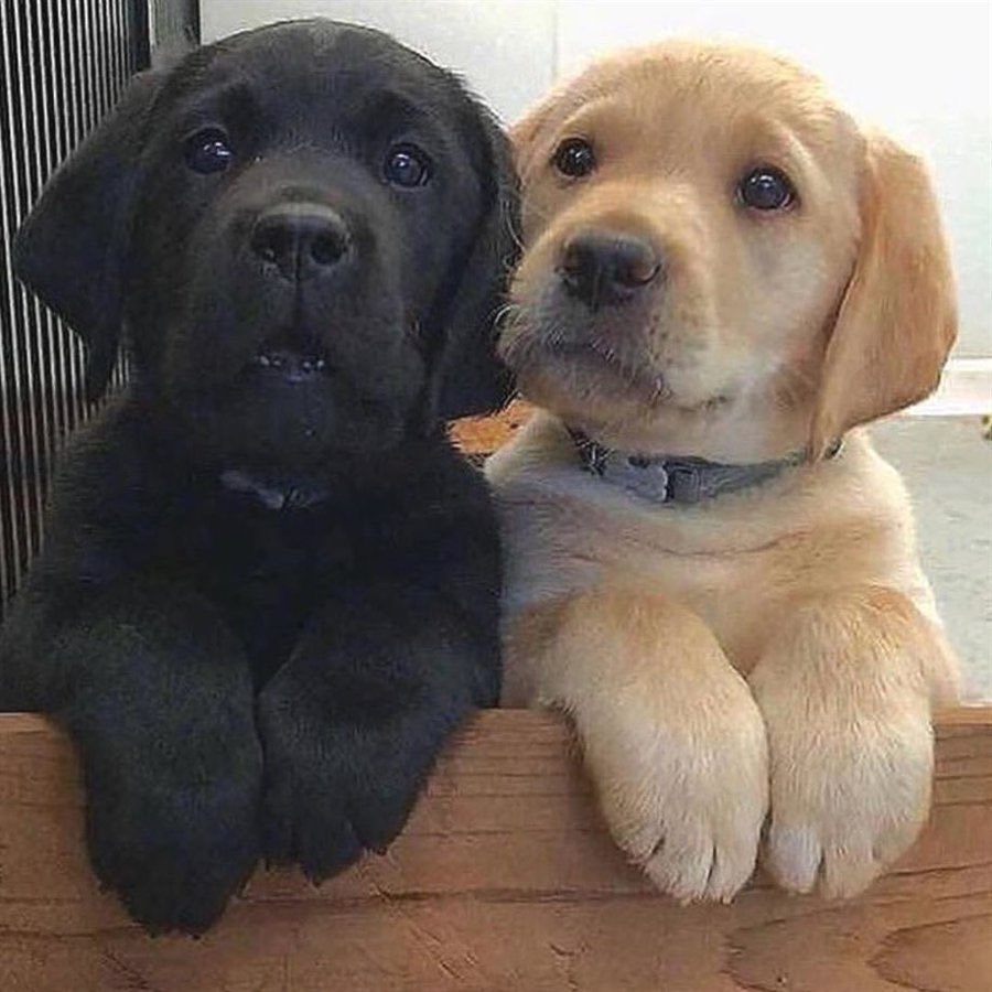 DougyDoug