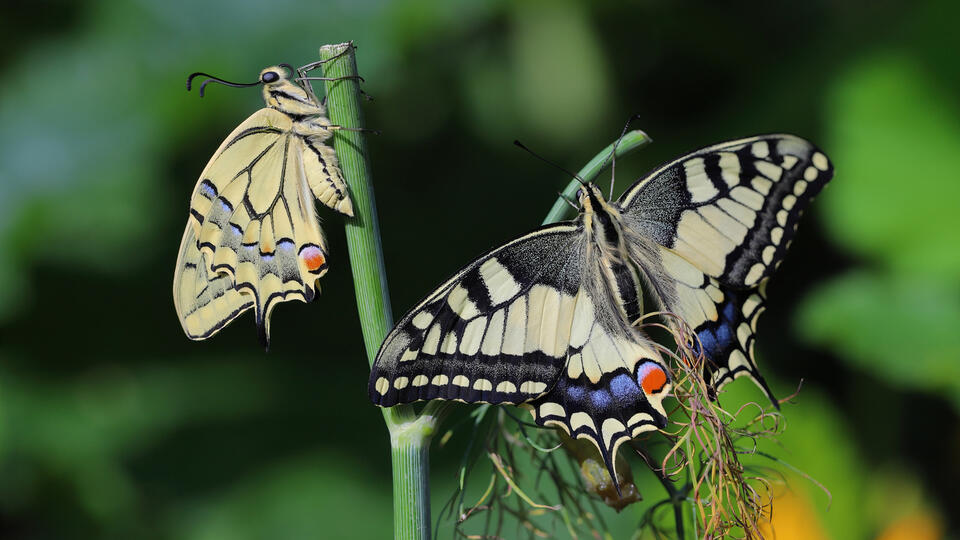 Butterflies Can’t Resist This Hardy Herb