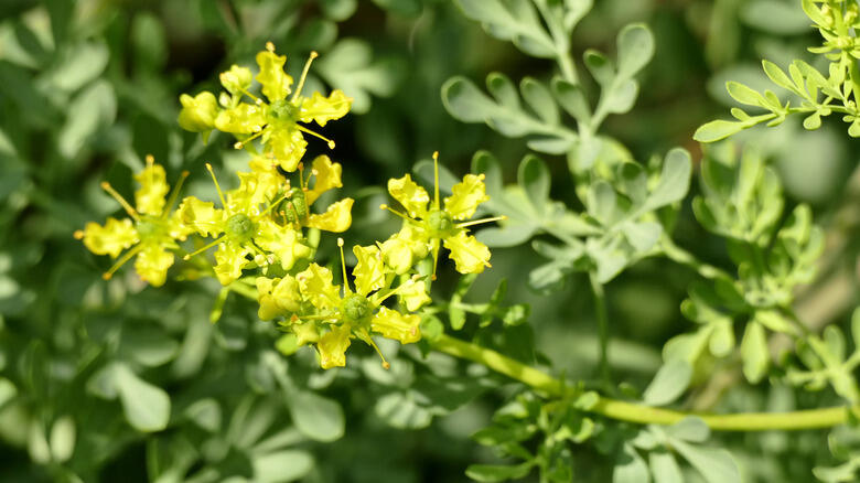 Butterflies Can’t Resist This Hardy Herb