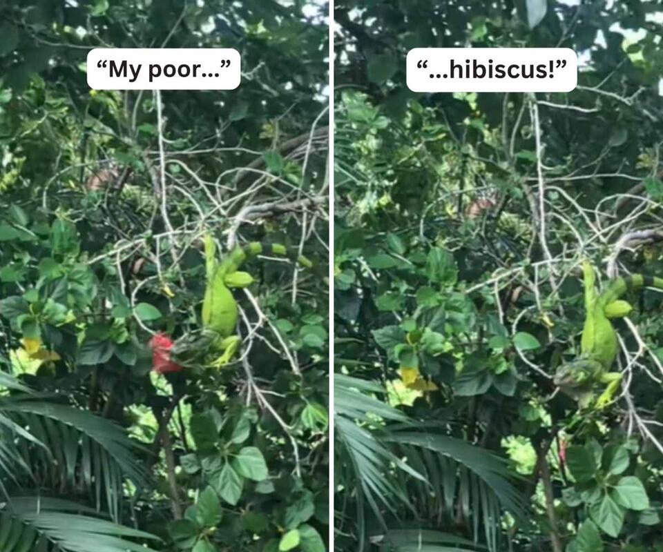 Florida gardens face sneaky iguana flower thieves