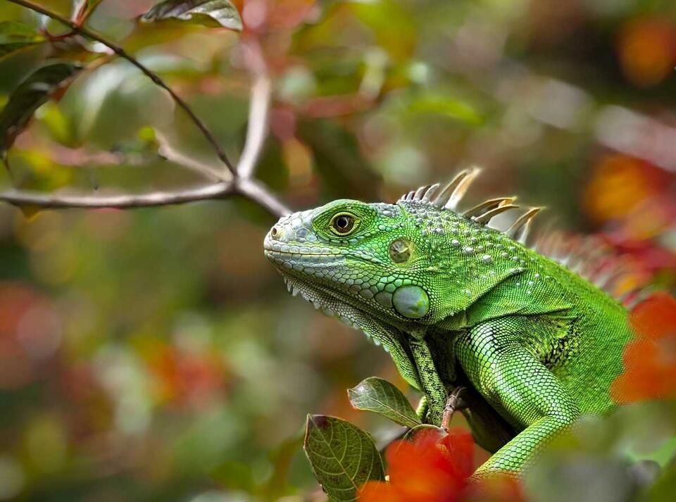 Florida gardens face sneaky iguana flower thieves