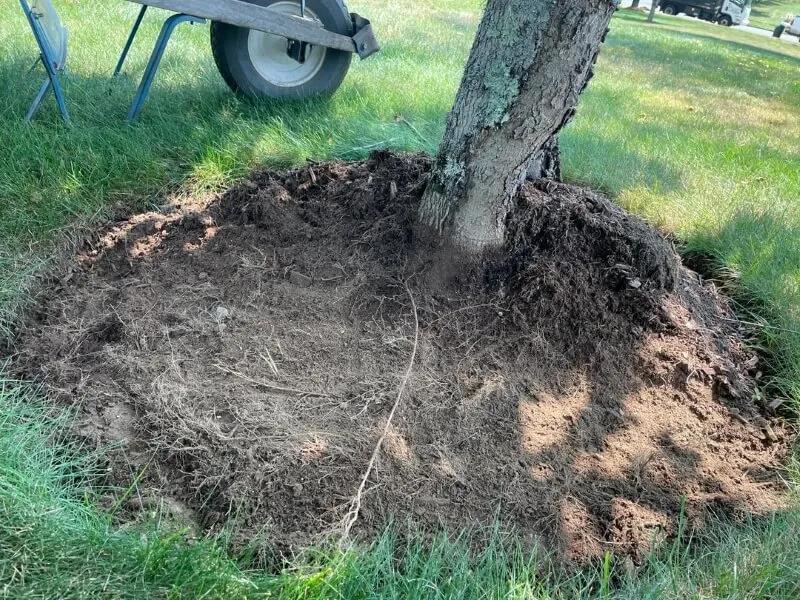 Mulch Volcanoes Are Killing Our Trees?!