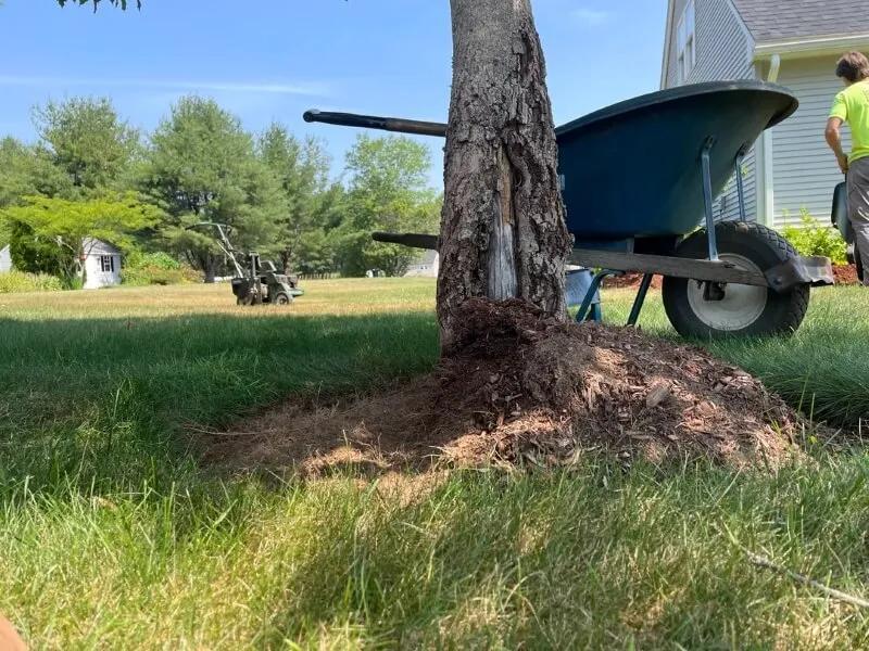 Mulch Volcanoes Are Killing Our Trees?!