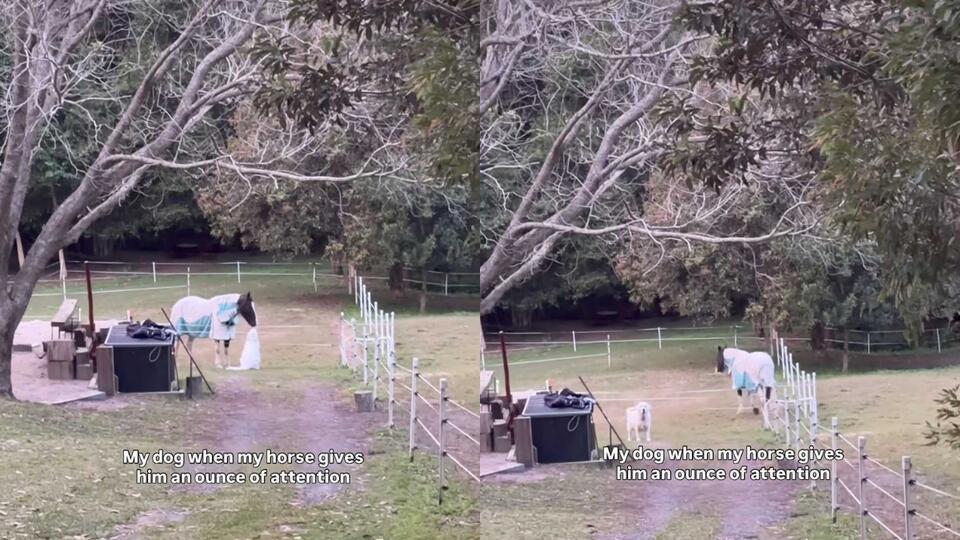 Sunny’s Epic Zoomies After Horse Sniff!