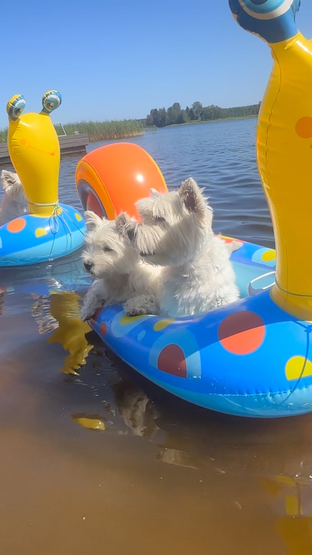 Westies’ Snail Boat Summer Vibes