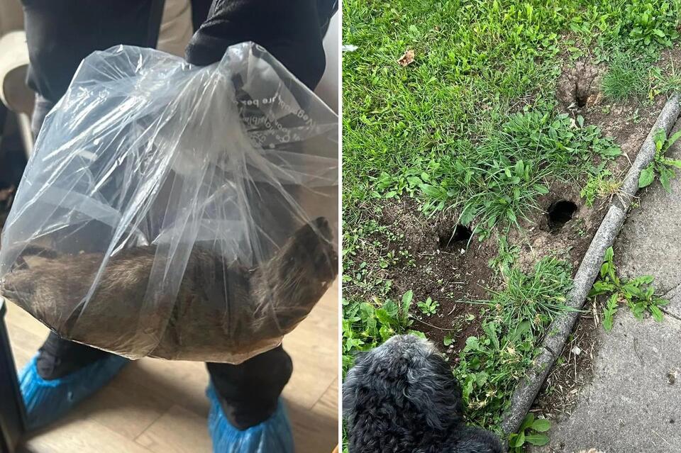 Giant Rat Alert: Cat-Sized Rodents Invade!