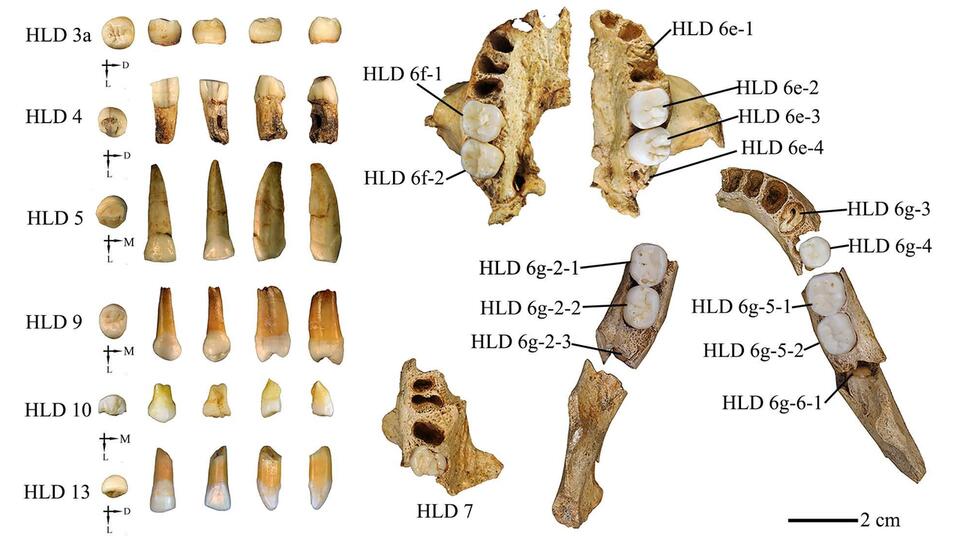 Ancient Teeth Spill Human Evolution Secrets