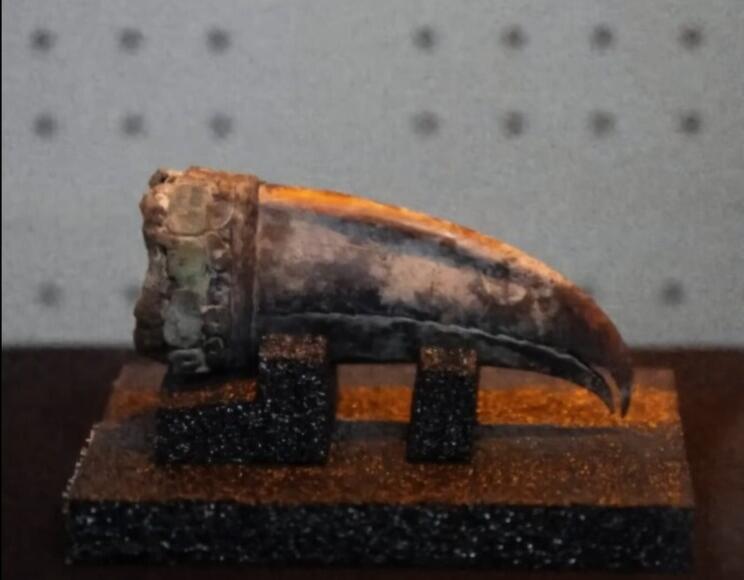 5,000-Year-Old Parrot Feather Cape Found!