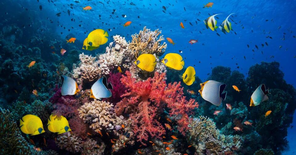 Deepest Ocean Creatures Discovered!