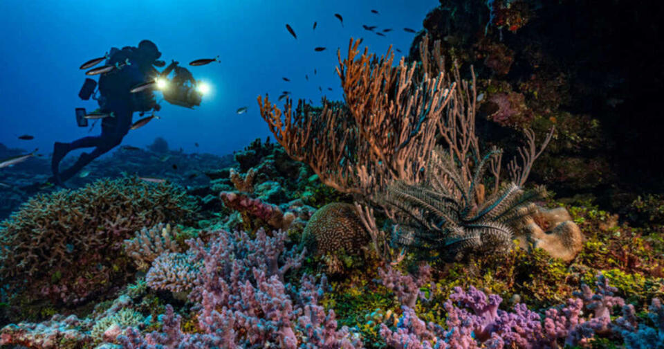 Deepest Ocean Creatures Discovered!