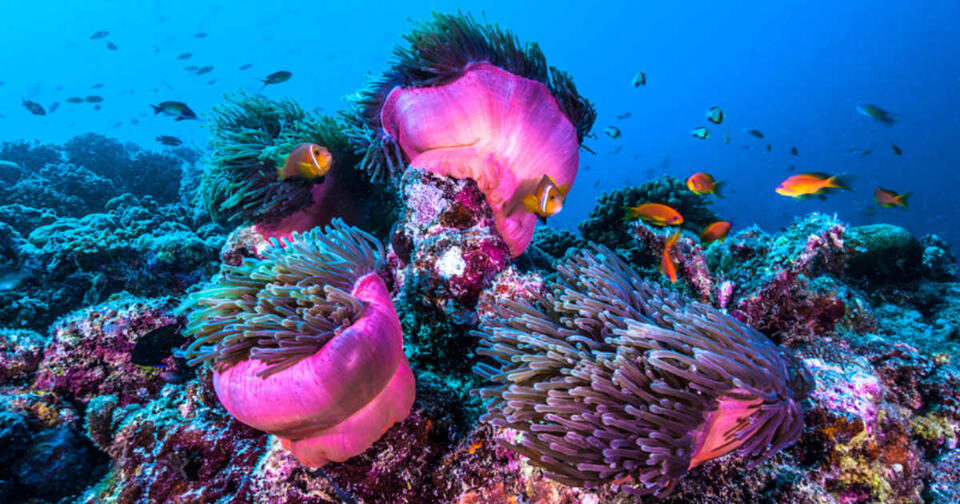 Deepest Ocean Creatures Discovered!